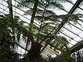 Tree fern, Royal Botanic Gardens Kew IMGP6396